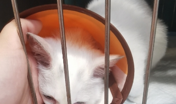 捡猫后续