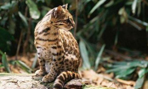穷人养不起的6种猫咪，养一只“穷三代”，贫穷限制了我的宠物