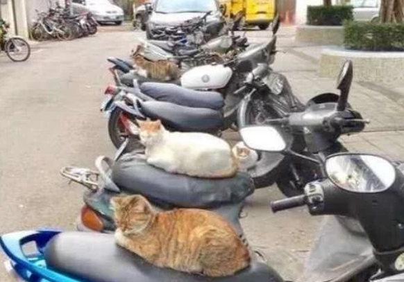 当一群流浪猫,担任起“看车管家”,我再也不用锁车了