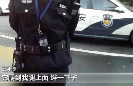 环卫工被狗拌了一下 狗主人给我的狗三鞠躬道歉