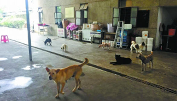 夫妻卖深圳2套房养百余流浪狗 每年花二三十万 夫妻卖深圳2套房养百余流浪狗 每年花二三十万