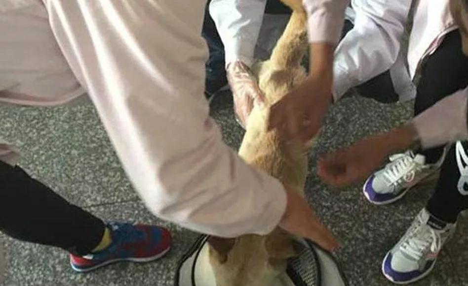 狗妈妈疼的嗷嗷叫,却依然忍痛照顾孩子,感叹母爱的伟大! 狗妈妈疼的嗷嗷叫,却依然忍痛照顾孩子,感叹母爱的伟大!