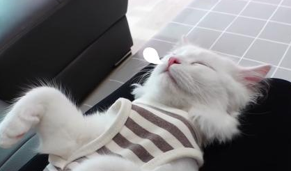 三秒即可入睡?非主人怀抱不睡?这只猫可能要创造一个睡觉奇迹了 三秒即可入睡?非主人怀抱不睡?这只猫可能要创造一个睡觉奇迹了