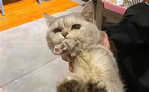 女子把猫放到宠物店寄养，第2天老板来电话：赶紧把它带走吧