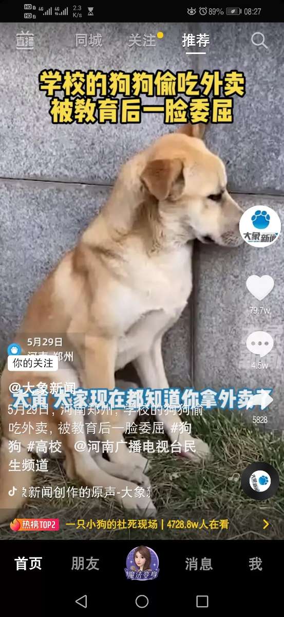 小狗大黄偷吃外卖