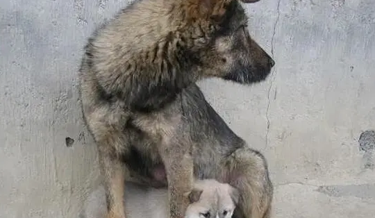 主人要结婚搬家了,抛弃了狗狗,狗狗含泪去找邻居求助 主人要结婚搬家了,抛弃了狗狗,狗狗含泪去找邻居求助