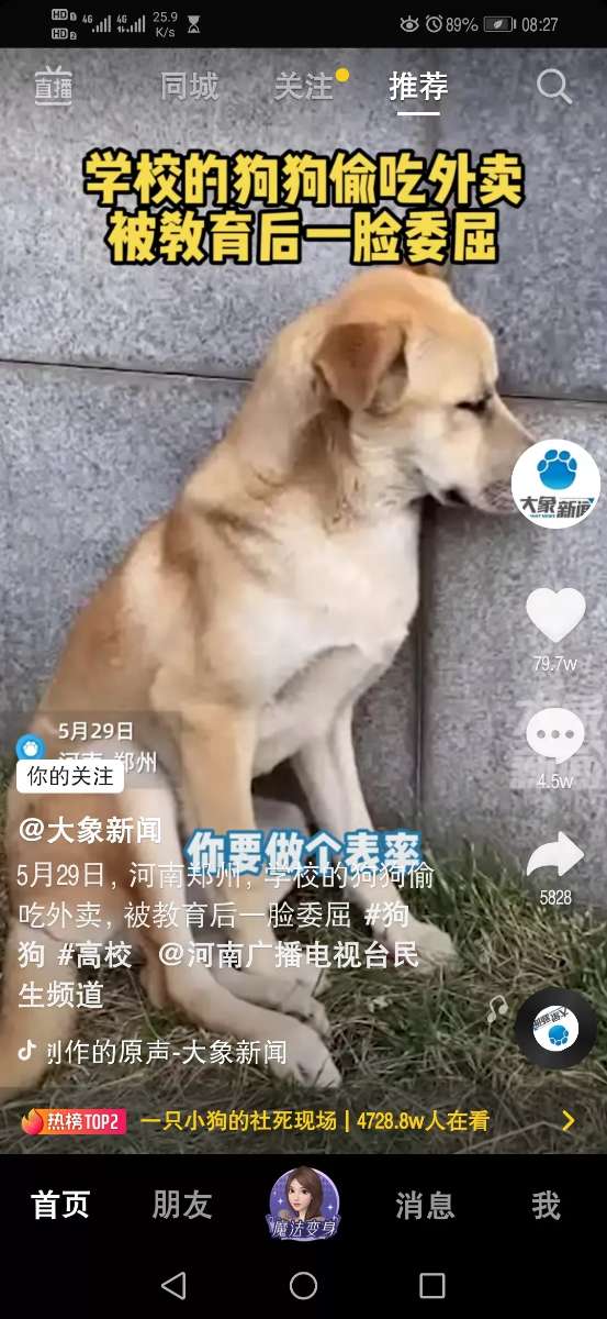 小狗大黄偷吃外卖