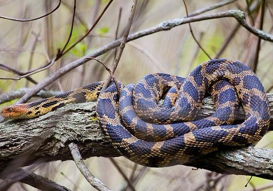 snake【界】動物界【門】脊索動物門【亞門】脊椎動物亞門【綱】爬行