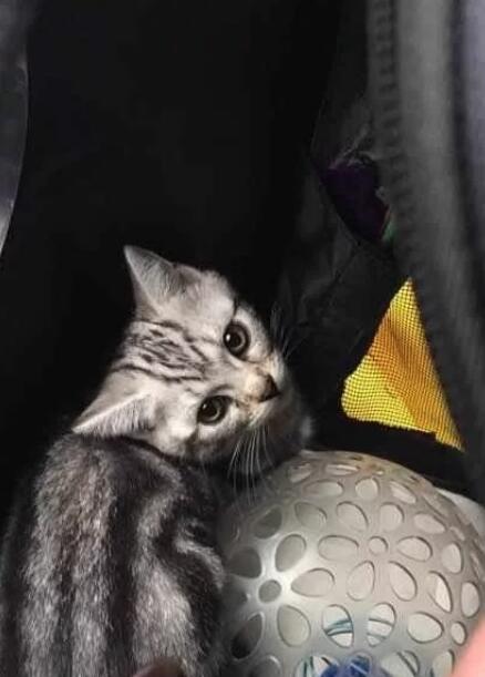 小伙出差捡到一只流浪猫,使出妙计将小猫带上火车,结果猫咪这样 小伙出差捡到一只流浪猫,使出妙计将小猫带上火车,结果猫咪这样