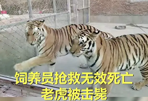 河南俩虎出逃咬死饲养员,猫狗皆已臣服,为何老虎至今无法驯化? 河南俩虎出逃咬死饲养员,猫狗皆已臣服,为何老虎至今无法驯化?