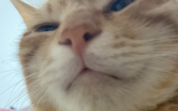 橘猫辛巴（中）