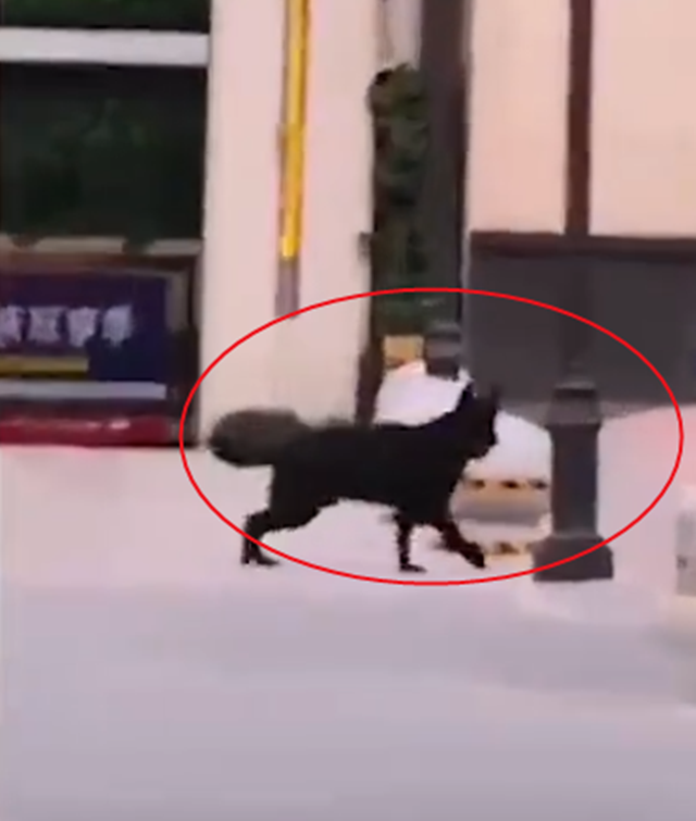 大狗咬死未拴绳泰迪,其主人持刀砍死大狗,目击:现场十分凶狠 大狗咬死未拴绳泰迪,其主人持刀砍死大狗,目击:现场十分凶狠