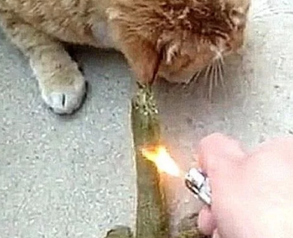猫咪在院子闹腾，以为在抓老鼠，跑出去后，赶紧拿打火机救它