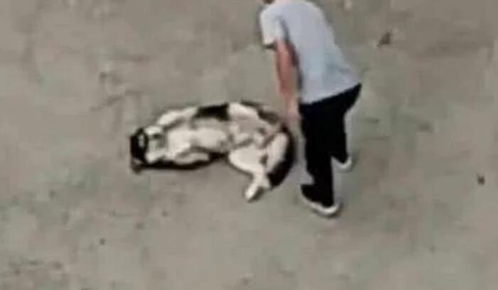 回到家不见二哈,趴在窗户上一看瞬间气哭,主人:傻狗,我不要了 回到家不见二哈,趴在窗户上一看瞬间气哭,主人:傻狗,我不要了