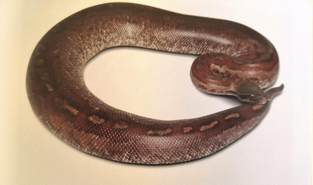 一,基本信息【中文学名】血蟒【二名法】python curtus【别称】短尾蟒