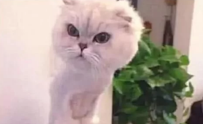 做绝育的猫咪,化作了一摊水,护士捂着嘴出来了 做绝育的猫咪,化作了一摊水,护士捂着嘴出来了