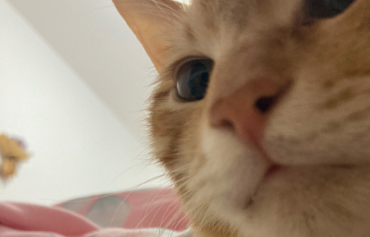 橘猫辛巴（中）