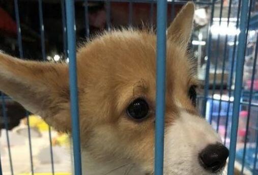 一宠主家的小柯基从小就喜欢玩逗猫棒,主人:我怀疑养了只假狗 一宠主家的小柯基从小就喜欢玩逗猫棒,主人:我怀疑养了只假狗