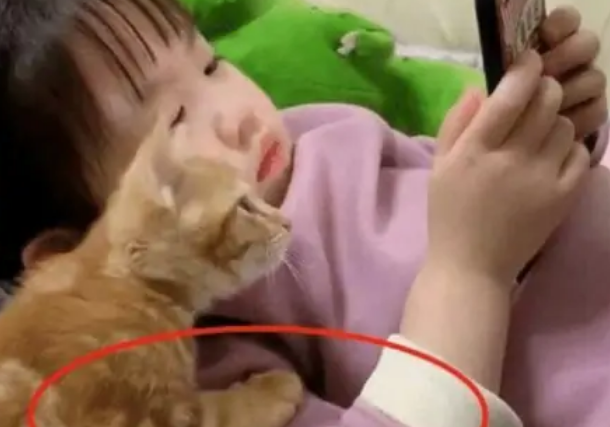 5岁女儿跟小猫一起看手机,宝妈:下一秒把人给笑翻 5岁女儿跟小猫一起看手机,宝妈:下一秒把人给笑翻
