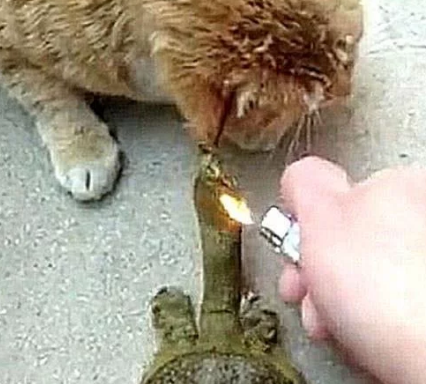 猫咪在院子闹腾，以为在抓老鼠，跑出去后，赶紧拿打火机救它