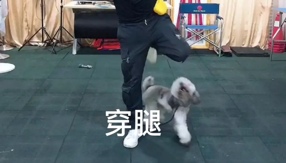 贵宾犬出现分离焦虑，广州专业训犬学校通过什么方法训练纠正