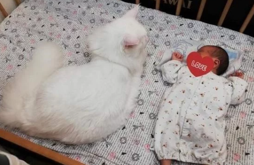 四只缅因猫聚在婴儿床上，守护自己家小主人，但也可能是像蹭床睡