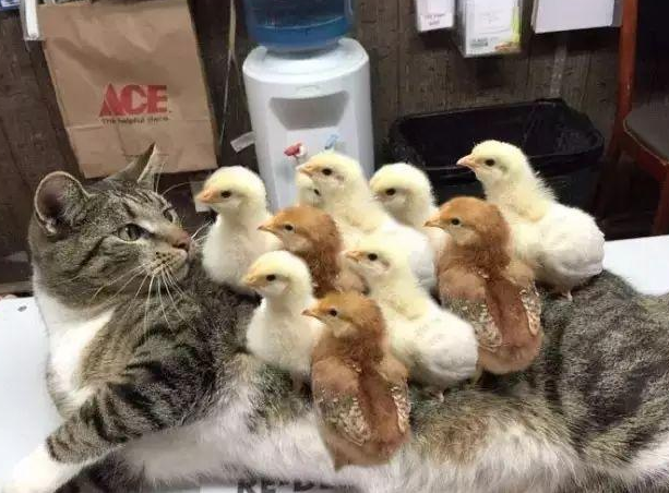 猫咪把小鸡当玩伴，天天抱着不撒手，小鸡长大后猫咪却懵逼了