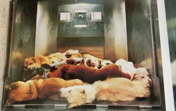 恶犬咬死孩子,养狗门槛在哪 恶犬咬死孩子,养狗门槛在哪