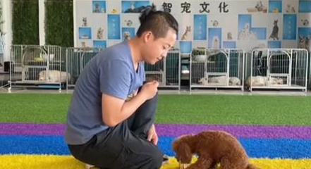 教狗狗递烟,只需这四步,既可听懂主人命令 教狗狗递烟,只需这四步,既可听懂主人命令