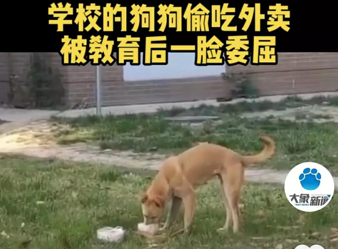小狗大黄偷吃外卖