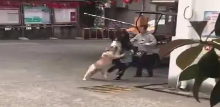 恶犬伤人,看看各国都怎么处理,日本最有效,德国最昂贵 恶犬伤人,看看各国都怎么处理,日本最有效,德国最昂贵