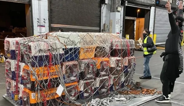 79只中国遗弃犬历经10个月飞抵纽约,各州居民喜迎家庭新成员