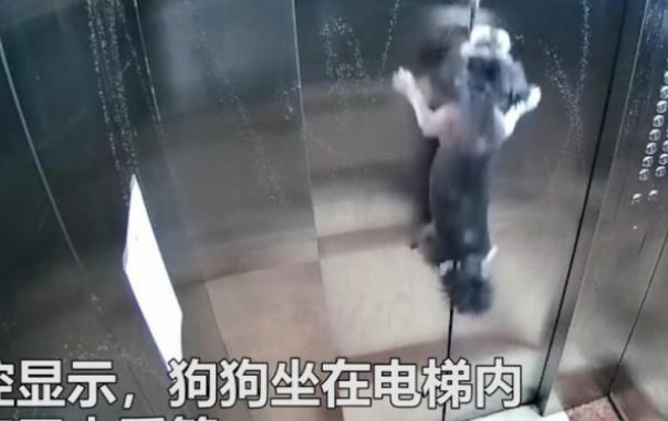 监控实拍!粗心狗主人把狗忘在电梯内,电梯升起狗被吊在半空
