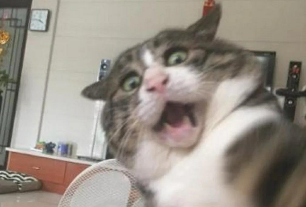 猫咪扒在沙发上玩，突然失足掉落时，露出的表情让人笑喷了！