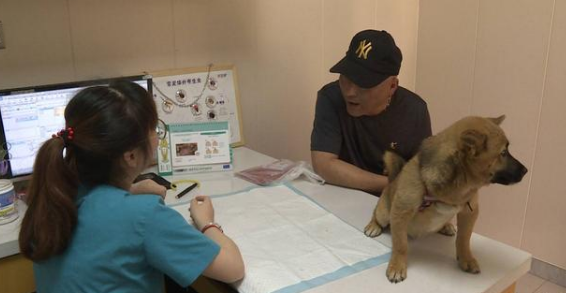 在芜湖打疫苗、办犬证，狗狗也要有“身份”