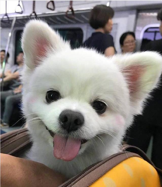 狗狗睡醒探出头，发现周围人都在看它，马上露出笑容超级萌