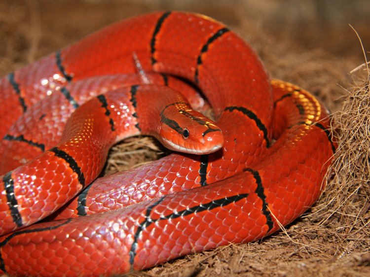 外表鲜艳美丽的蛇就有毒吗紫灰锦蛇就是例外