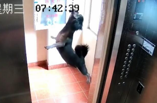 监控实拍!粗心狗主人把狗忘在电梯内,电梯升起狗被吊在半空