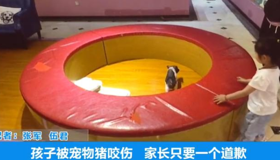 孩子被宠物猪咬伤，家长称没提示不能摸，要求老板赔礼道歉