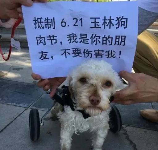 重庆一小伙捡了一只流浪狗回家，没想到这只流浪狗后来成了网红狗