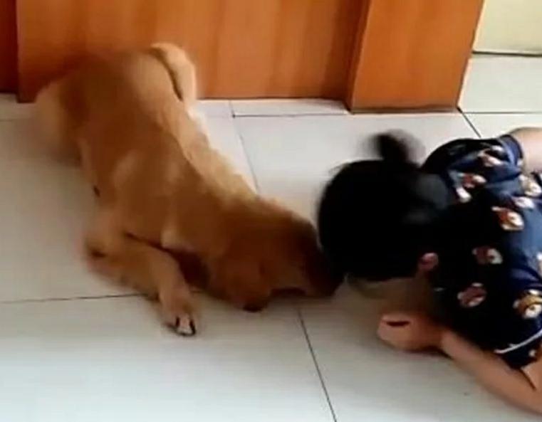 主人测试狗狗,自己撞死倒地,狗狗的举动很暖心! 主人测试狗狗,自己撞死倒地,狗狗的举动很暖心!