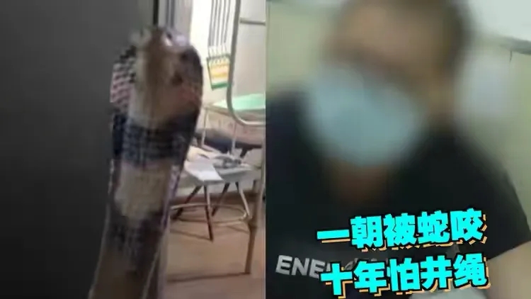 近日，黑龙江一男子，把一条眼镜蛇当成宠物养