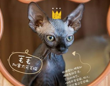 爱猫及猫 “星际喵”创始人王炳龙的商业智慧