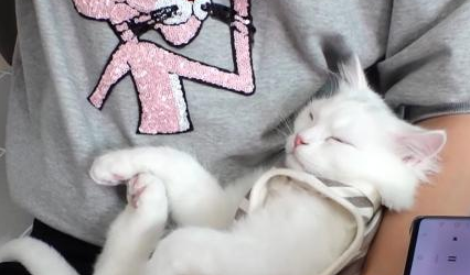 三秒即可入睡?非主人怀抱不睡?这只猫可能要创造一个睡觉奇迹了 三秒即可入睡?非主人怀抱不睡?这只猫可能要创造一个睡觉奇迹了