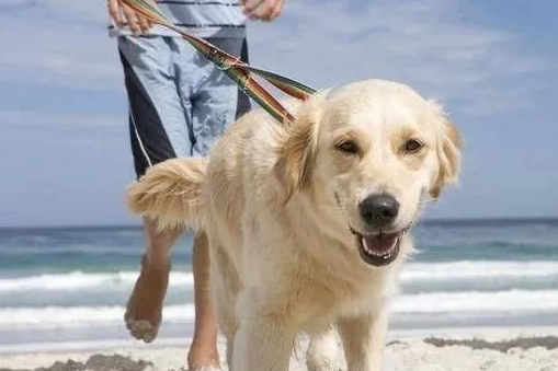 养犬新规实行，不文明养，不仅缺德还违法！