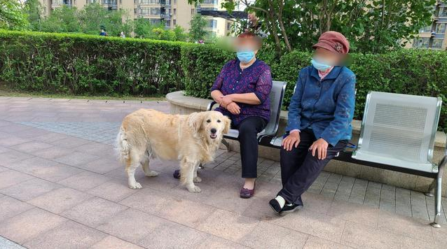 记者走访：遛狗不栓绳仍存在 市民可打110举报，不拴绳处罚200元