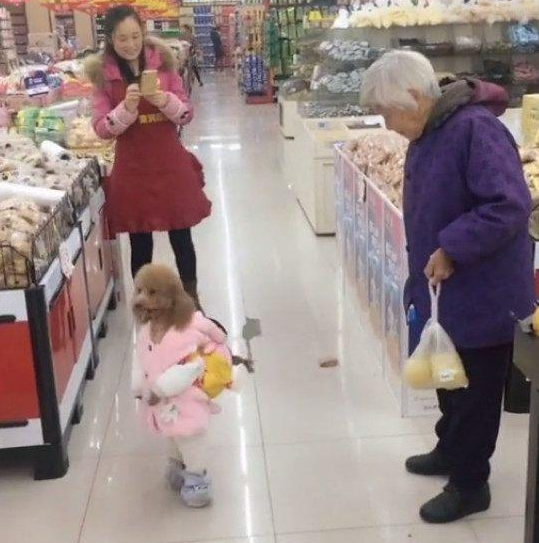 泰迪装成小姑娘去超市，旁边老奶奶的反应亮了，都以为它是孩子！