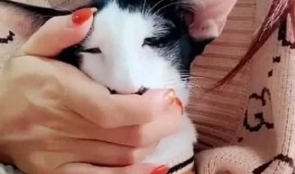 女子跟朋友抱怨自家猫咪丑，朋友不信，不料看到照片后纷纷笑喷