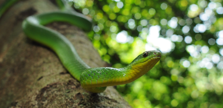 值得一看的翠青蛇科普小知识