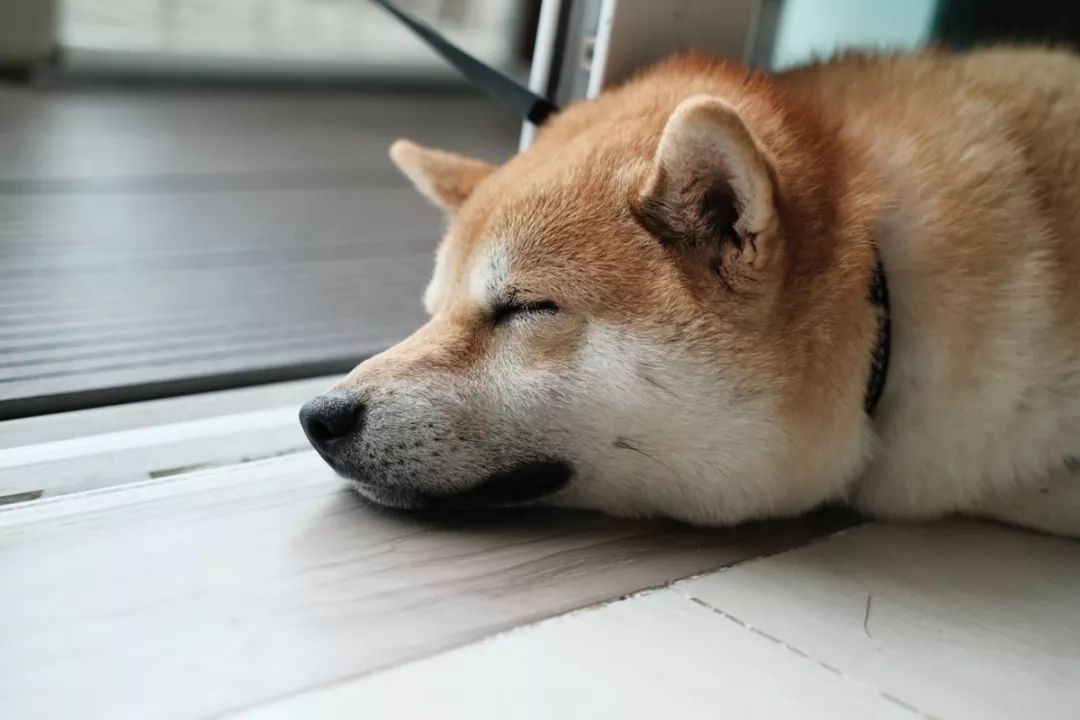 铲屎官必须知道|别让爱犬被一个喷嚏杀死！